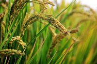 Arr&oacute;z del Delta