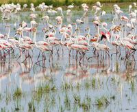 Flamencos en el Delta del Ebro