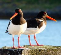 Haematopu Ostralegus