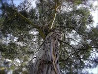 L'Arbre Eucaliptus