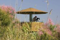 Llaguna de l'Encanyissada