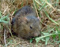 Rata d'Aigua ( Tau )