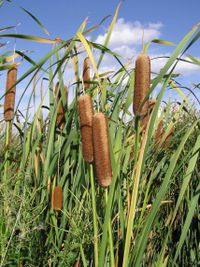 Typha sppale brown